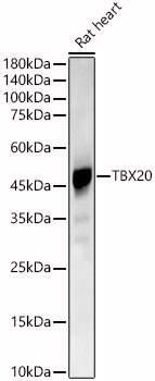 TBX20 Rabbit polyclonal antibody