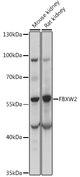 FBXW2 Rabbit polyclonal antibody