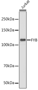 FYB Rabbit polyclonal antibody