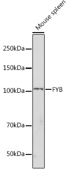 FYB Rabbit polyclonal antibody