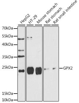 GPX2 Rabbit polyclonal antibody