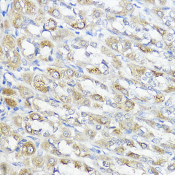 GPX2 Rabbit polyclonal antibody