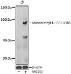 Western blot - MonoMethyl-UHRF1-K385 Rabbit pAb (A16008)