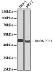 Western blot - HNRNPCL1 Rabbit pAb (A16011)