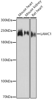 LAMC1 Rabbit polyclonal antibody