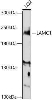 LAMC1 Rabbit polyclonal antibody