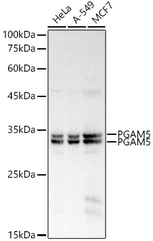 PGAM5 Rabbit polyclonal antibody