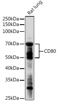 CD80 Rabbit polyclonal antibody