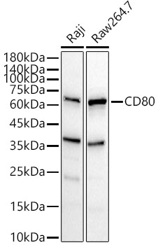 CD80 Rabbit polyclonal antibody