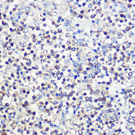CD80 Rabbit polyclonal antibody