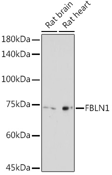 FBLN1 Rabbit polyclonal antibody