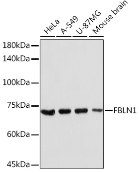 FBLN1 Rabbit polyclonal antibody