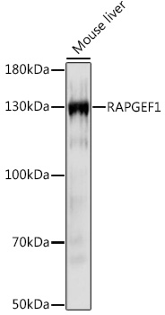 RAPGEF1 Rabbit polyclonal antibody