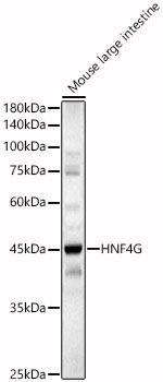 HNF4G Rabbit polyclonal antibody