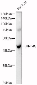 HNF4G Rabbit polyclonal antibody