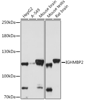 IGHMBP2 Rabbit polyclonal antibody