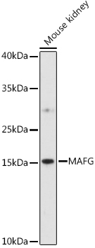 MAFG Rabbit polyclonal antibody