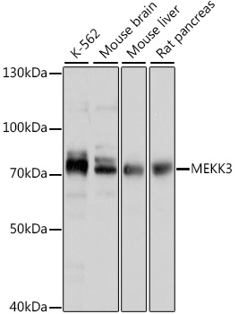 MEKK3 Rabbit polyclonal antibody