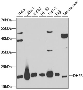 DHFR Rabbit polyclonal antibody