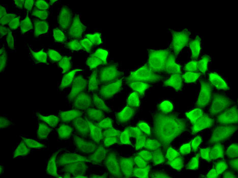 DHFR Rabbit polyclonal antibody