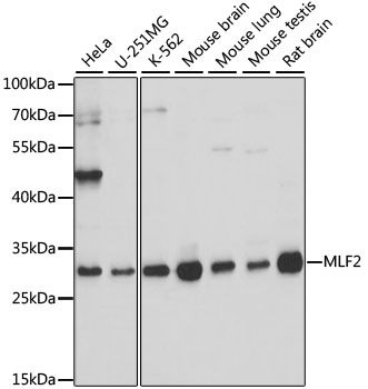 MLF2 Rabbit polyclonal antibody