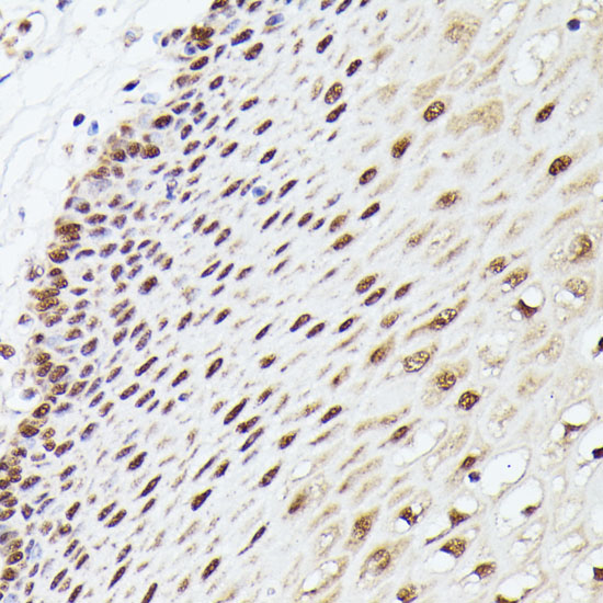 MLF2 Rabbit polyclonal antibody