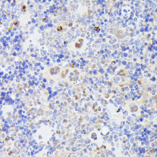 MLF2 Rabbit polyclonal antibody