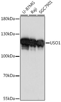 USO1 Rabbit polyclonal antibody