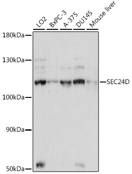 SEC24D Rabbit polyclonal antibody