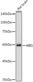 ABI1 Rabbit polyclonal antibody