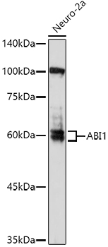 ABI1 Rabbit polyclonal antibody