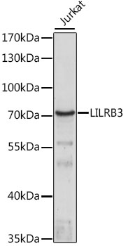 LILRB3 Rabbit polyclonal antibody