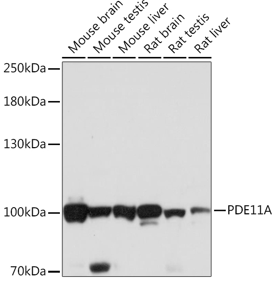 PDE11A Rabbit polyclonal antibody