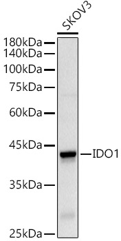IDO1 Rabbit polyclonal antibody