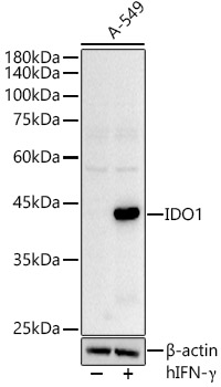 IDO1 Rabbit polyclonal antibody