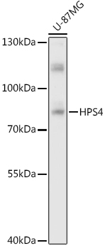HPS4 Rabbit polyclonal antibody