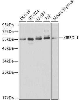 KIR3DL1 Rabbit polyclonal antibody