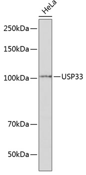 USP33 Rabbit polyclonal antibody