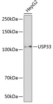 USP33 Rabbit polyclonal antibody