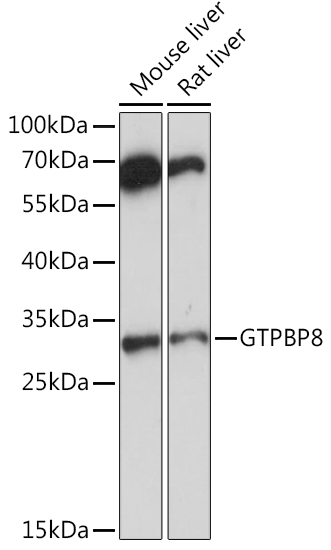 GTPBP8 Rabbit polyclonal antibody