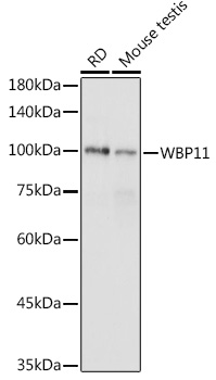WBP11 Rabbit polyclonal antibody