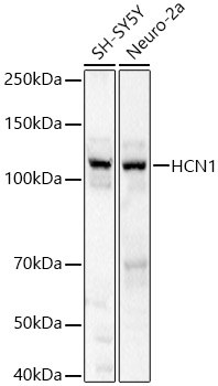 HCN1 Rabbit polyclonal antibody