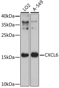 CXCL6 Rabbit polyclonal antibody