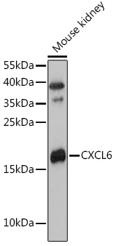 CXCL6 Rabbit polyclonal antibody