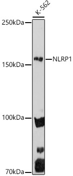 NLRP1 Rabbit polyclonal antibody