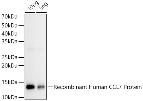 CCL7 Rabbit polyclonal antibody