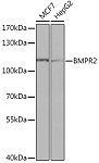 Western blot - BMPR2 Rabbit pAb (A16232)