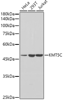 [KO Validated] KMT5C Rabbit polyclonal antibody
