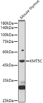 [KO Validated] KMT5C Rabbit polyclonal antibody