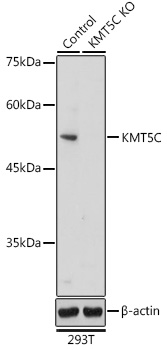 [KO Validated] KMT5C Rabbit polyclonal antibody